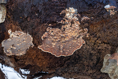 Cyphellaceae
