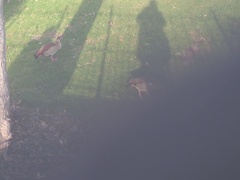 Alopochen aegyptiaca