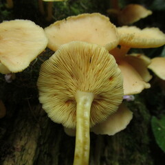 Tricholomopsis aurea