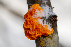 Tremella