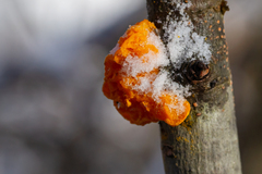 Tremella