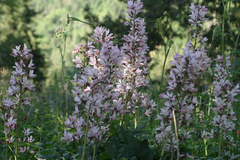 Dictamnus angustifolius