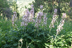 Dictamnus angustifolius