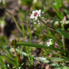 Lepidium nitidum
