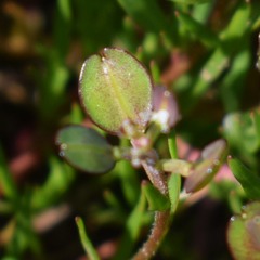 Lepidium nitidum