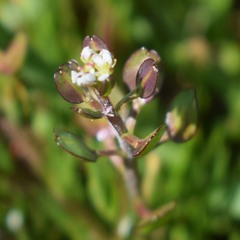 Lepidium nitidum