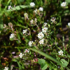 Lepidium nitidum