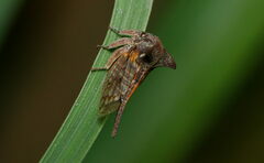Oxyrhachis