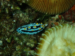 Phyllidia coelestis
