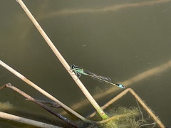 Ischnura ramburii