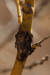 Uromyces truncicola