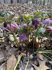Helleborus orientalis