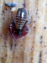 Neobisium