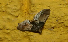 Pyralis pictalis