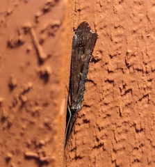 Glyphopsyche irrorata
