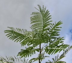 Delonix regia