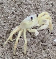 Ocypode quadrata
