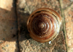 Perforatella bidentata