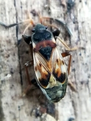 Scolopostethus thomsoni