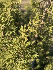 Juniperus californica