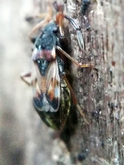 Scolopostethus thomsoni