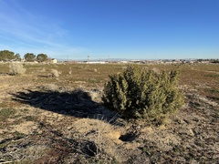 Juniperus californica