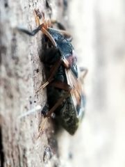 Scolopostethus thomsoni