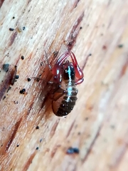 Neobisium
