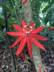 Passiflora vitifolia