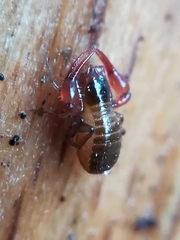 Neobisium