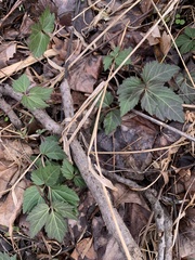 Cardamine diphylla
