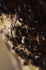 Uromyces truncicola