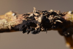 Uromyces truncicola