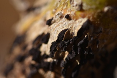 Uromyces truncicola