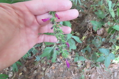 Salvia kellermanii