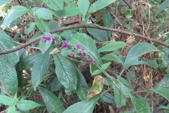 Salvia kellermanii