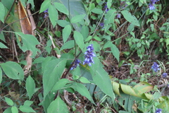 Salvia mocinoi