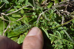 Linum imbricatum