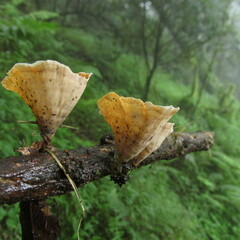 Microporus xanthopus