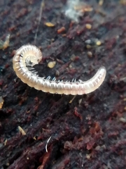 Blaniulinae
