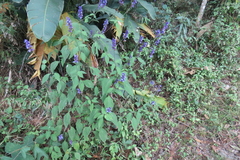Salvia mocinoi