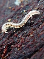 Blaniulinae