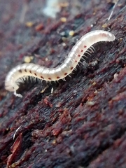 Blaniulinae