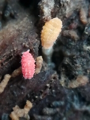 Bilobella braunerae
