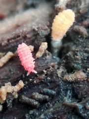 Bilobella braunerae
