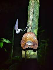 Aristolochia bukuti