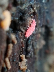 Bilobella braunerae