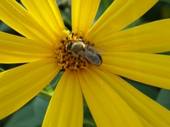 Apis mellifera