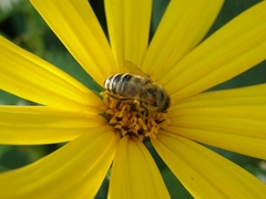 Apis mellifera