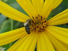 Apis mellifera